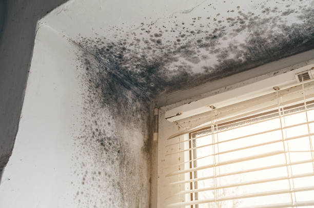 Affordable Attic Mold Remediation solutions in Cofield, NC